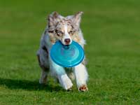 DiscDog-Events-Presse23k