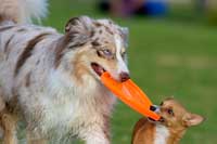 DiscDog-Events-Presse27k