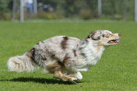 DiscdogEvents-Presse4k