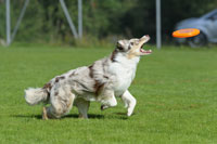 DiscdogEvents-Presse6k